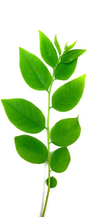 close up leaves against white background 1048944 29999864